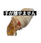 いたずらもこスタンプ2（個別スタンプ：17）
