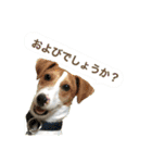 動物かもしれない写真スタンプ（丁寧語）（個別スタンプ：4）