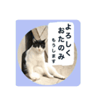 動物かもしれない写真スタンプ（丁寧語）（個別スタンプ：26）