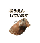 動物かもしれない写真スタンプ（丁寧語）（個別スタンプ：30）