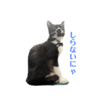 おにぎり猫ハンとちょっとだけ黒柴ルーク。（個別スタンプ：2）