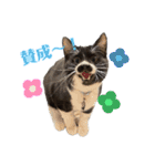 おにぎり猫ハンとちょっとだけ黒柴ルーク。（個別スタンプ：3）