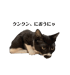 おにぎり猫ハンとちょっとだけ黒柴ルーク。（個別スタンプ：4）