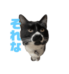 おにぎり猫ハンとちょっとだけ黒柴ルーク。（個別スタンプ：5）