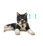 おにぎり猫ハンとちょっとだけ黒柴ルーク。（個別スタンプ：6）