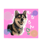 おにぎり猫ハンとちょっとだけ黒柴ルーク。（個別スタンプ：7）