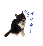 おにぎり猫ハンとちょっとだけ黒柴ルーク。（個別スタンプ：8）