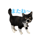 おにぎり猫ハンとちょっとだけ黒柴ルーク。（個別スタンプ：9）