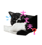 おにぎり猫ハンとちょっとだけ黒柴ルーク。（個別スタンプ：10）