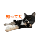 おにぎり猫ハンとちょっとだけ黒柴ルーク。（個別スタンプ：11）