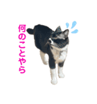 おにぎり猫ハンとちょっとだけ黒柴ルーク。（個別スタンプ：12）