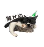 おにぎり猫ハンとちょっとだけ黒柴ルーク。（個別スタンプ：13）
