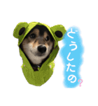 おにぎり猫ハンとちょっとだけ黒柴ルーク。（個別スタンプ：14）
