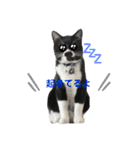 おにぎり猫ハンとちょっとだけ黒柴ルーク。（個別スタンプ：16）