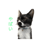 おにぎり猫ハンとちょっとだけ黒柴ルーク。（個別スタンプ：17）