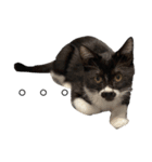 おにぎり猫ハンとちょっとだけ黒柴ルーク。（個別スタンプ：18）