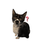 おにぎり猫ハンとちょっとだけ黒柴ルーク。（個別スタンプ：19）