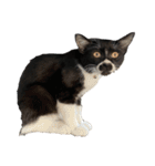 おにぎり猫ハンとちょっとだけ黒柴ルーク。（個別スタンプ：20）