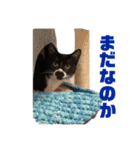 おにぎり猫ハンとちょっとだけ黒柴ルーク。（個別スタンプ：21）