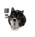 おにぎり猫ハンとちょっとだけ黒柴ルーク。（個別スタンプ：22）