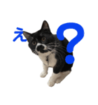 おにぎり猫ハンとちょっとだけ黒柴ルーク。（個別スタンプ：23）
