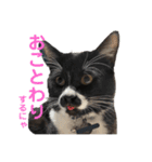 おにぎり猫ハンとちょっとだけ黒柴ルーク。（個別スタンプ：24）