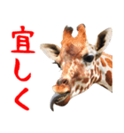 飛び出す！アルパカと動物園の仲間たち（個別スタンプ：6）