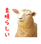 飛び出す！アルパカと動物園の仲間たち（個別スタンプ：11）