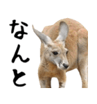 飛び出す！アルパカと動物園の仲間たち（個別スタンプ：19）