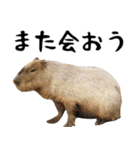 飛び出す！アルパカと動物園の仲間たち（個別スタンプ：24）