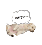 ロックんのスタンプです（個別スタンプ：1）