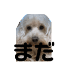 ロックんのスタンプです（個別スタンプ：11）