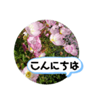 草木や花での日常会話です（個別スタンプ：3）