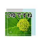 草木や花での日常会話です（個別スタンプ：8）