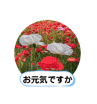 草木や花での日常会話です（個別スタンプ：12）