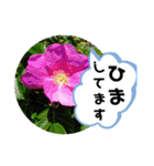 草木や花での日常会話です（個別スタンプ：14）