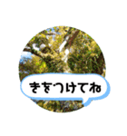 草木や花での日常会話です（個別スタンプ：18）