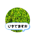 草木や花での日常会話です（個別スタンプ：22）