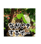 草木や花での日常会話です（個別スタンプ：23）