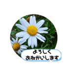 草木や花での日常会話です（個別スタンプ：27）