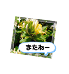 草木や花での日常会話です（個別スタンプ：33）