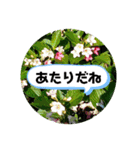 草木や花での日常会話です（個別スタンプ：35）