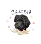 保護犬Cocoのスタンプ（個別スタンプ：1）
