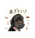 保護犬Cocoのスタンプ（個別スタンプ：2）