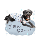 保護犬Cocoのスタンプ（個別スタンプ：3）