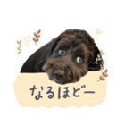 保護犬Cocoのスタンプ（個別スタンプ：4）