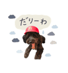 保護犬Cocoのスタンプ（個別スタンプ：5）