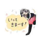 保護犬Cocoのスタンプ（個別スタンプ：7）