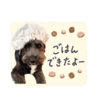保護犬Cocoのスタンプ（個別スタンプ：9）