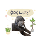 保護犬Cocoのスタンプ（個別スタンプ：10）